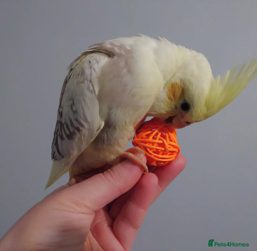 Cockatiels birds for sale: Hand reread silly tame DNA sexed baby cockatiels  - Advert 3