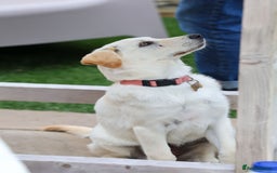 Mixed Breed dogs for adoption: Cuddly Crumble - Image 3