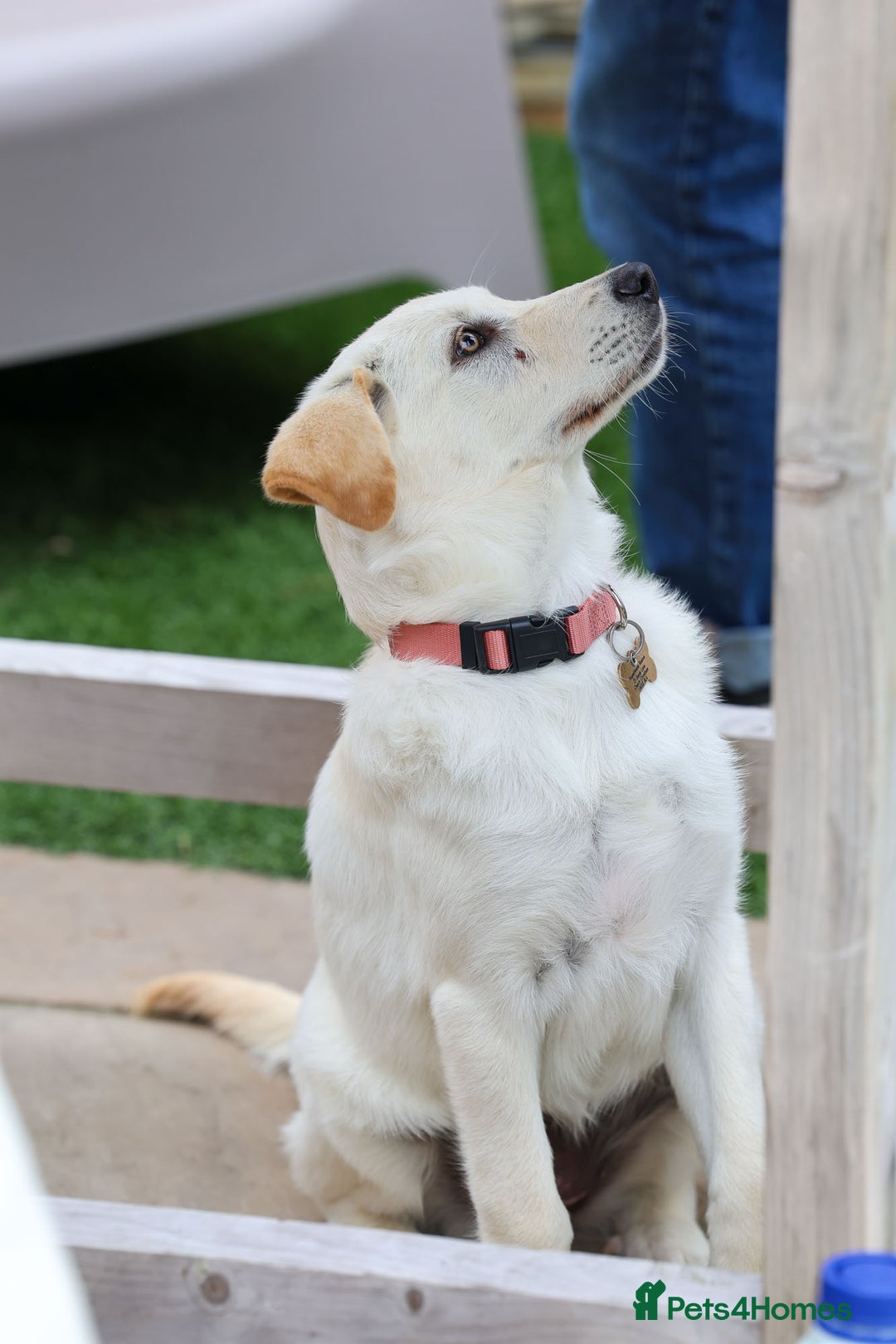 Mixed Breed dogs for adoption: Cuddly Crumble - Image 3