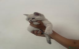 British Shorthair cats for sale: British Shorthair Colourpoint Kittens LAST GIRL - Image 4