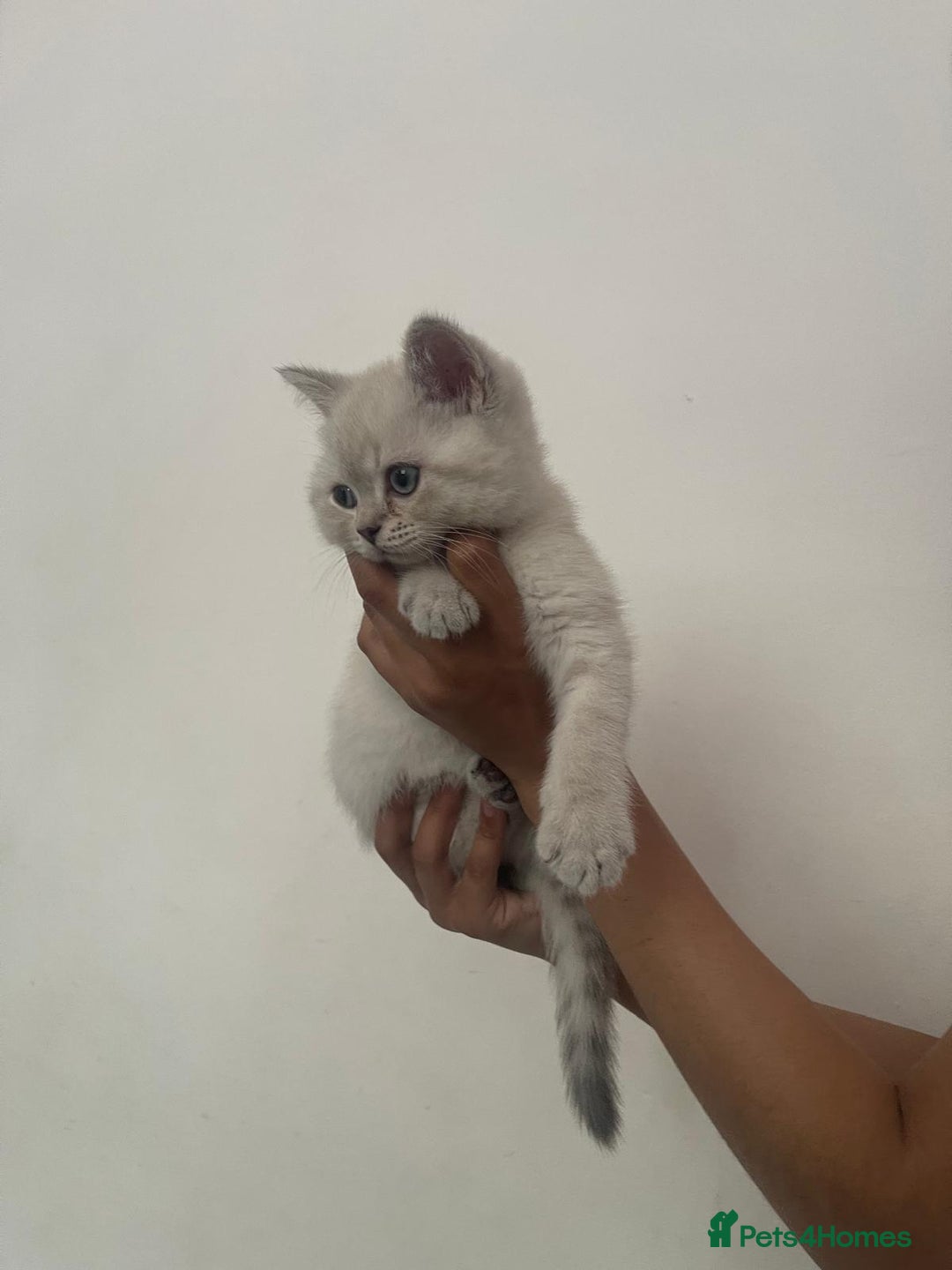 British Shorthair cats for sale: British Shorthair Colourpoint Kittens LAST GIRL - Image 4