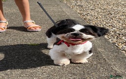 Shih Tzu dogs for stud: shitzu for stud - Image 3
