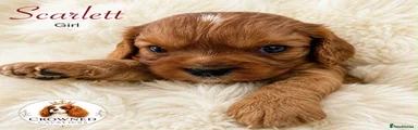 Cavalier King Charles Spaniel 4