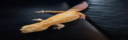 Leopard Gecko reptiles for sale: Leopard gecko  in London - Advert 3