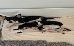 Jack Russell dogs for sale: Gorgeous Jack Russell Puppies - Image 23