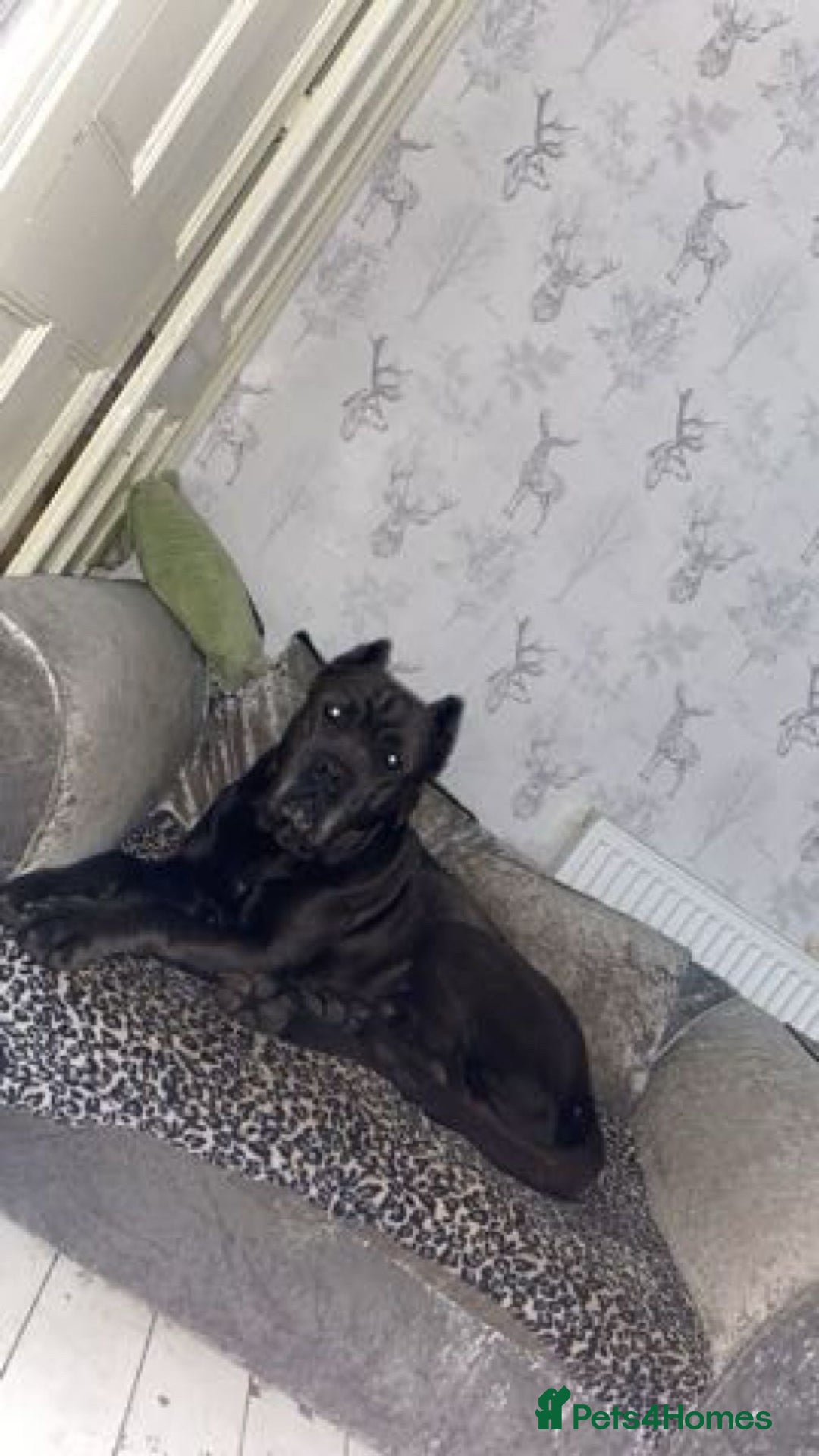 Mixed Breed dogs for sale: Stunning dogue de Bordeaux X cane corso - Image 3