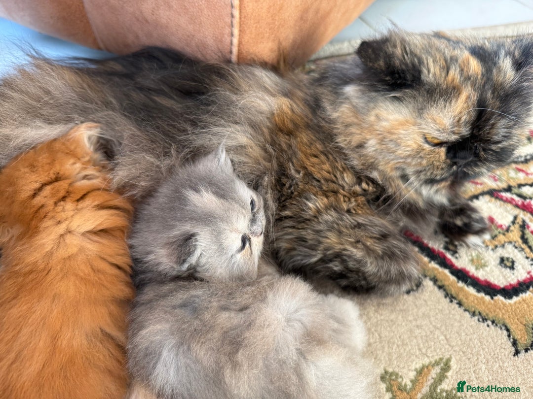 Persian cats for sale: Pedigree Persian Kittens - Two Beautiful Girls - Image 2