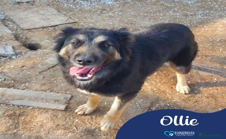 Mixed Breed dogs - Advert 4