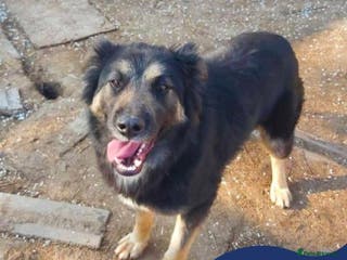 Mixed Breed dogs Meet Ollie, currently residing in Essex - Advert 18