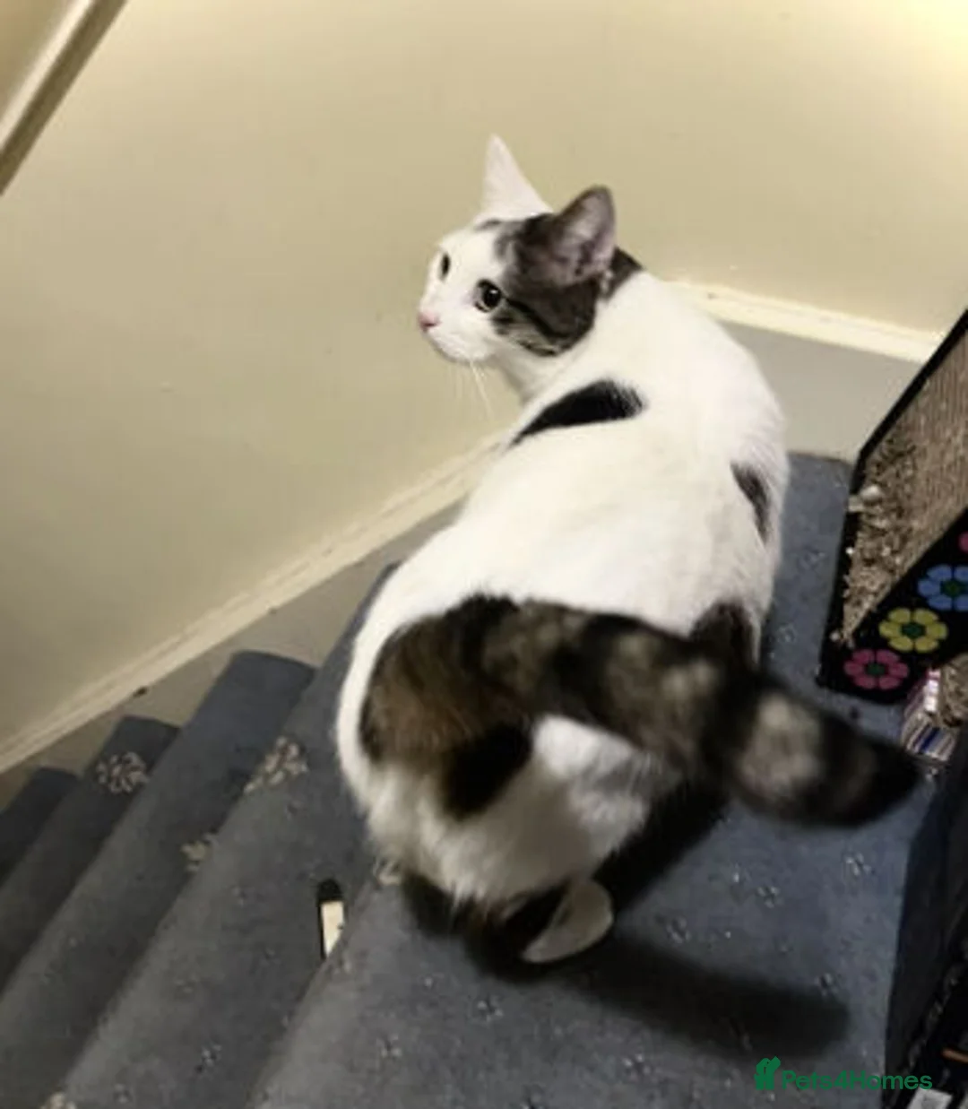 Mixed Breed cats for adoption: BELLA - Advert 7