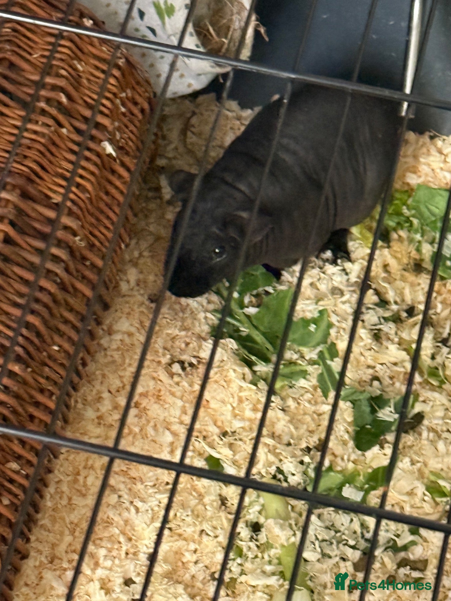 Guinea Pig rodents Beautiful skinny pig  - Advert 2