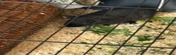 Guinea Pig rodents for sale: Beautiful skinny pig  - Advert 2