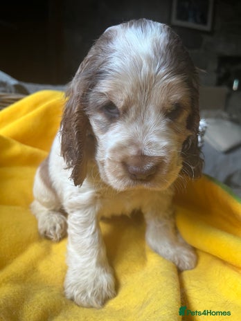 Cocker Spaniel dogs - Advert 9