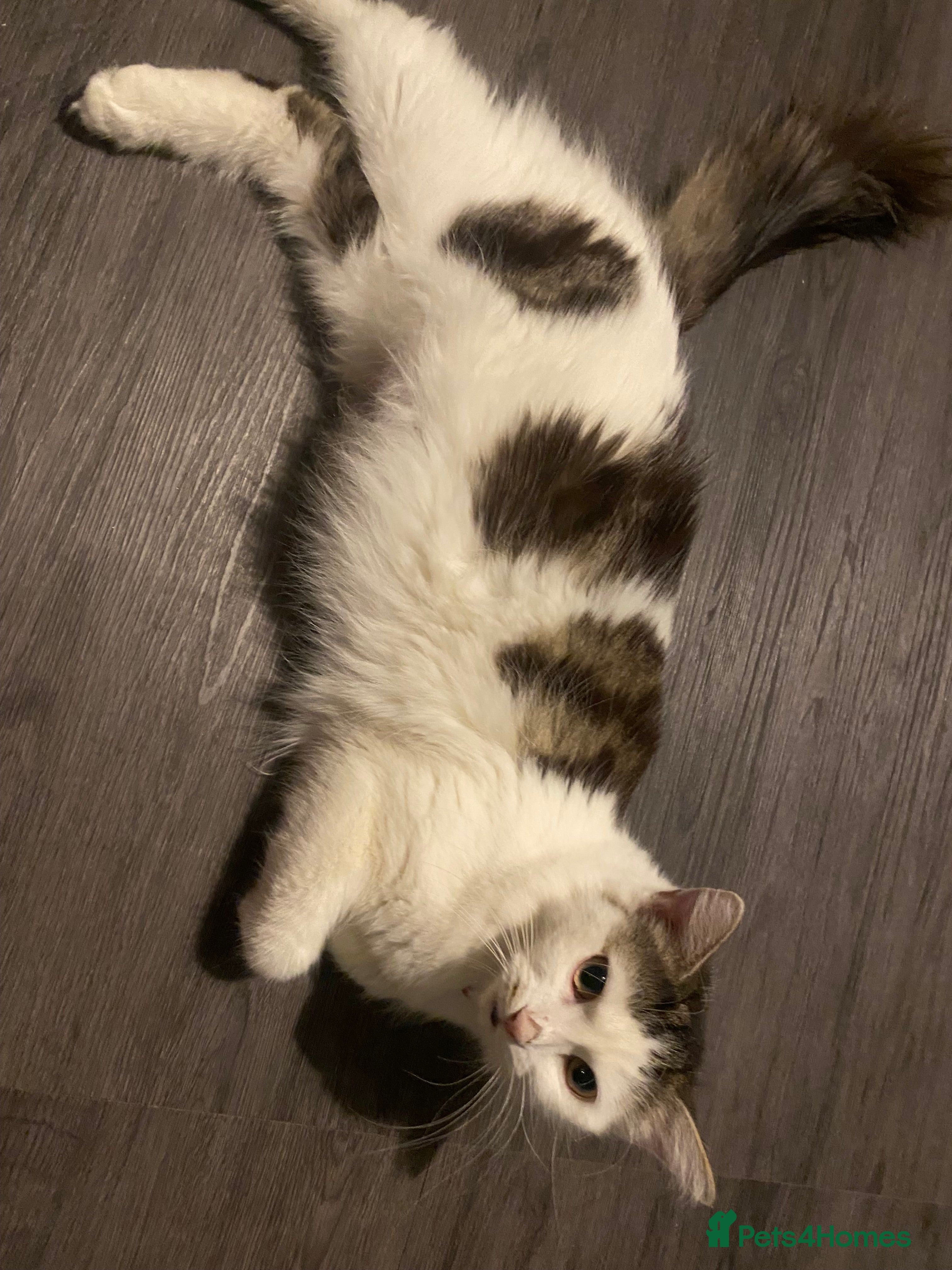 Mixed Breed cats Kittens for sale, 3 males 1 female  - Advert 1