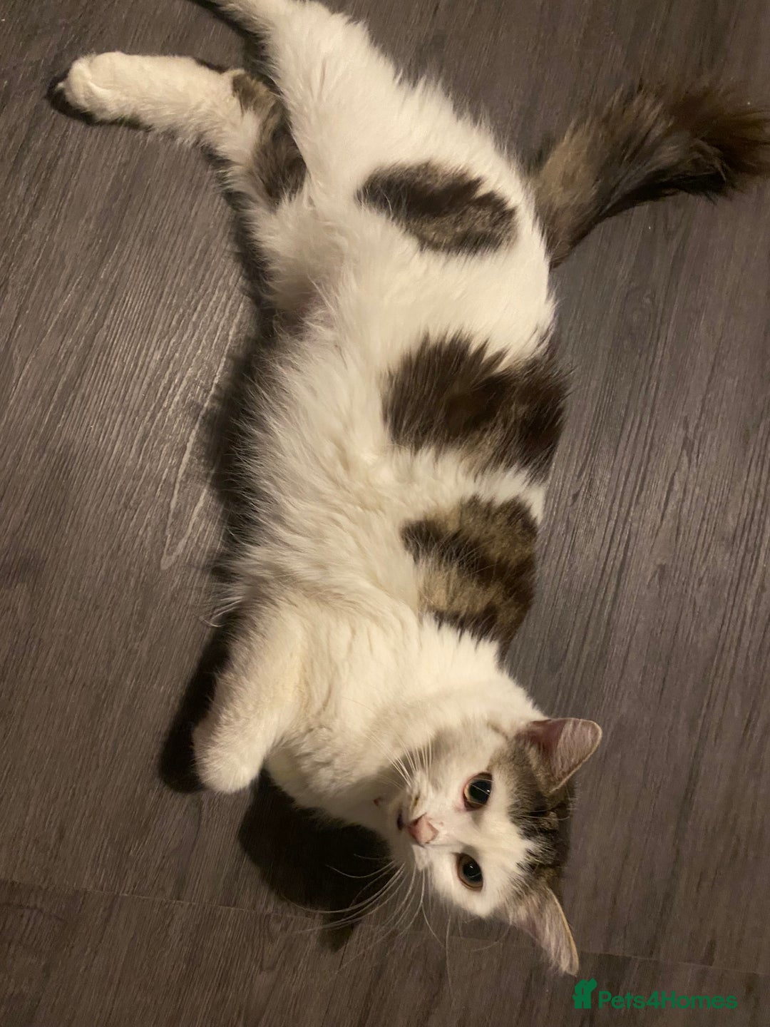 Mixed Breed cats for sale: Kittens for sale, 3 males 1 female  - Advert 1