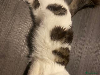 Mixed Breed cats Kittens for sale, 3 males 1 female - Advert 10