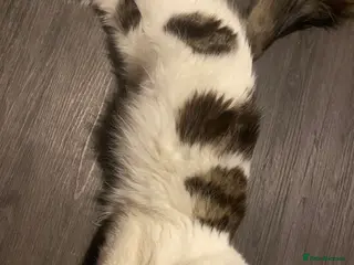 Mixed Breed cats Kittens for sale, 3 males 1 female - Advert 3