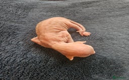 Sphynx cats for sale: Rare red tabby sphynx  - Image 7