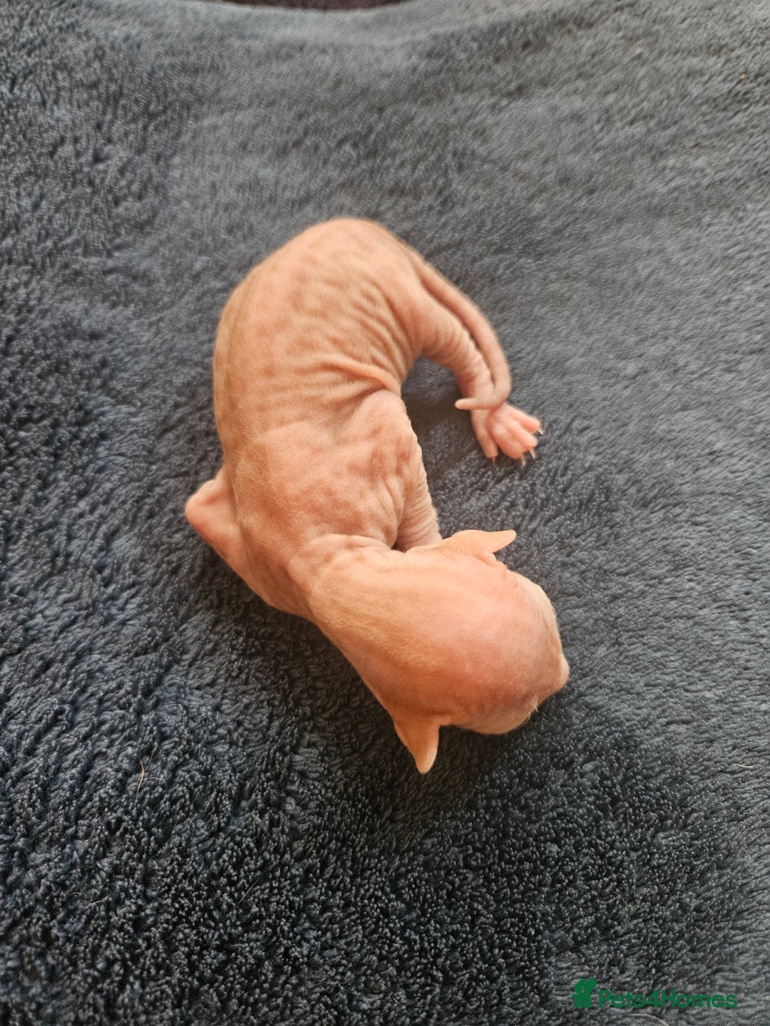 Sphynx cats for sale: Rare red tabby sphynx  - Image 7