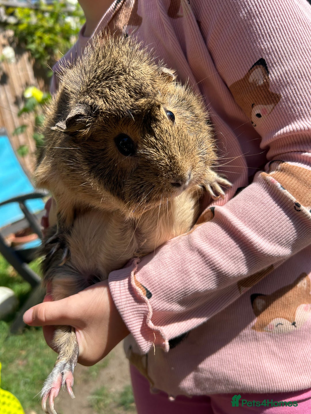 Guinea Pig rodents for sale: Two sister guinea pigs  - Image 4
