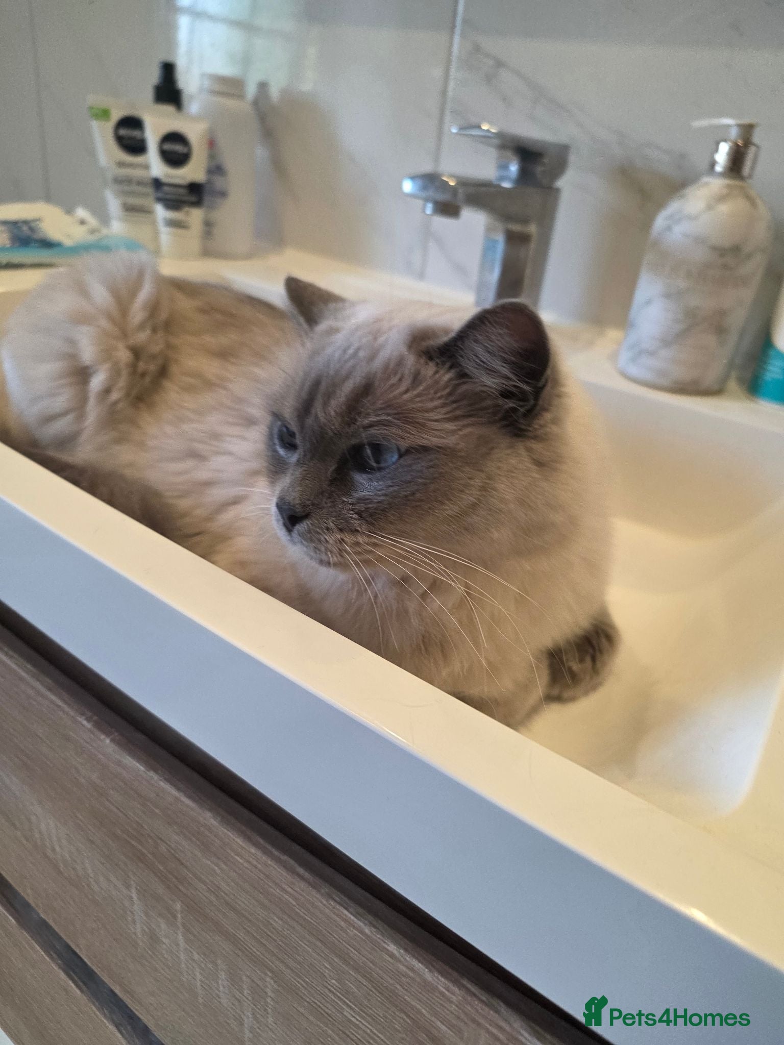 Ragdoll cats Ragdoll cats -  beautiful inside and out 😻 - Advert 2