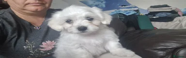 Maltese Puppy 1