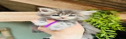 Maine Coon cats for sale: Stunning pedigree Maine coon kittens TICA  - Advert 17