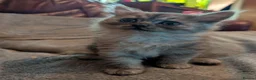 Mixed Breed cats for sale: Persian mix cross - Advert 6