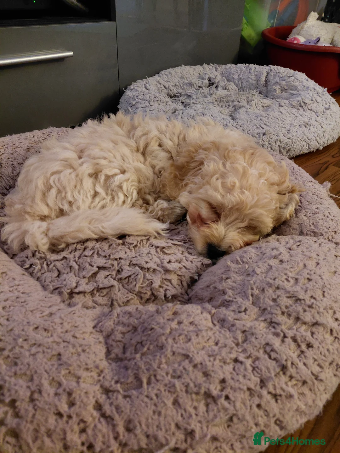 Maltipoo dogs for sale: Only 1 fully vaccinated Maltipoo pup left. - Advert 1