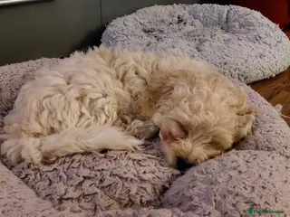 Maltipoo dogs Only 1 Maltipoo pup left. - Advert 7