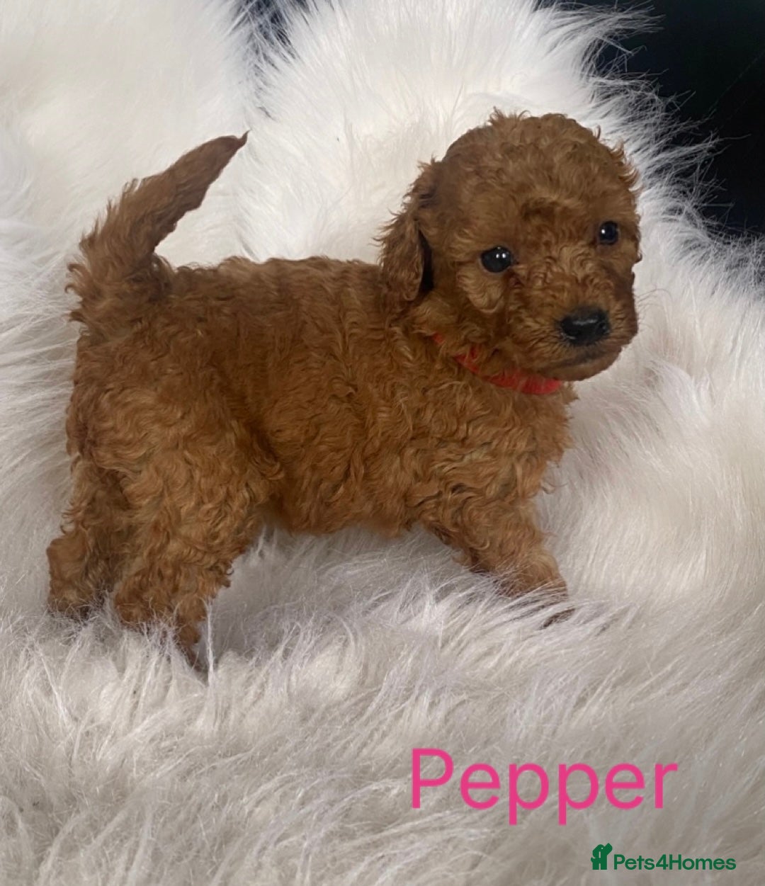 Miniature Poodle dogs for sale: Gorgeous Red Minature Poodles Puppies  - Image 1