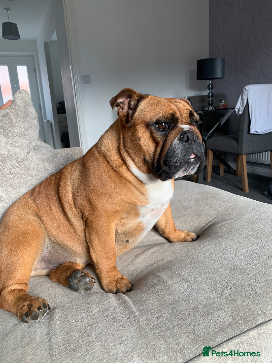 English Bulldog dogs for sale: English bulldog - Image 8