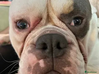 Dorset Olde Tyme Bulldogge dogs Olde Tyne English Bulldog - Advert 1