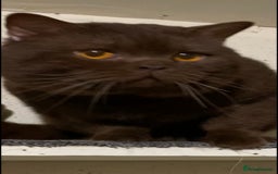 Brazilian Shorthair cats for stud: Chocolate Shorthair  - Image 5