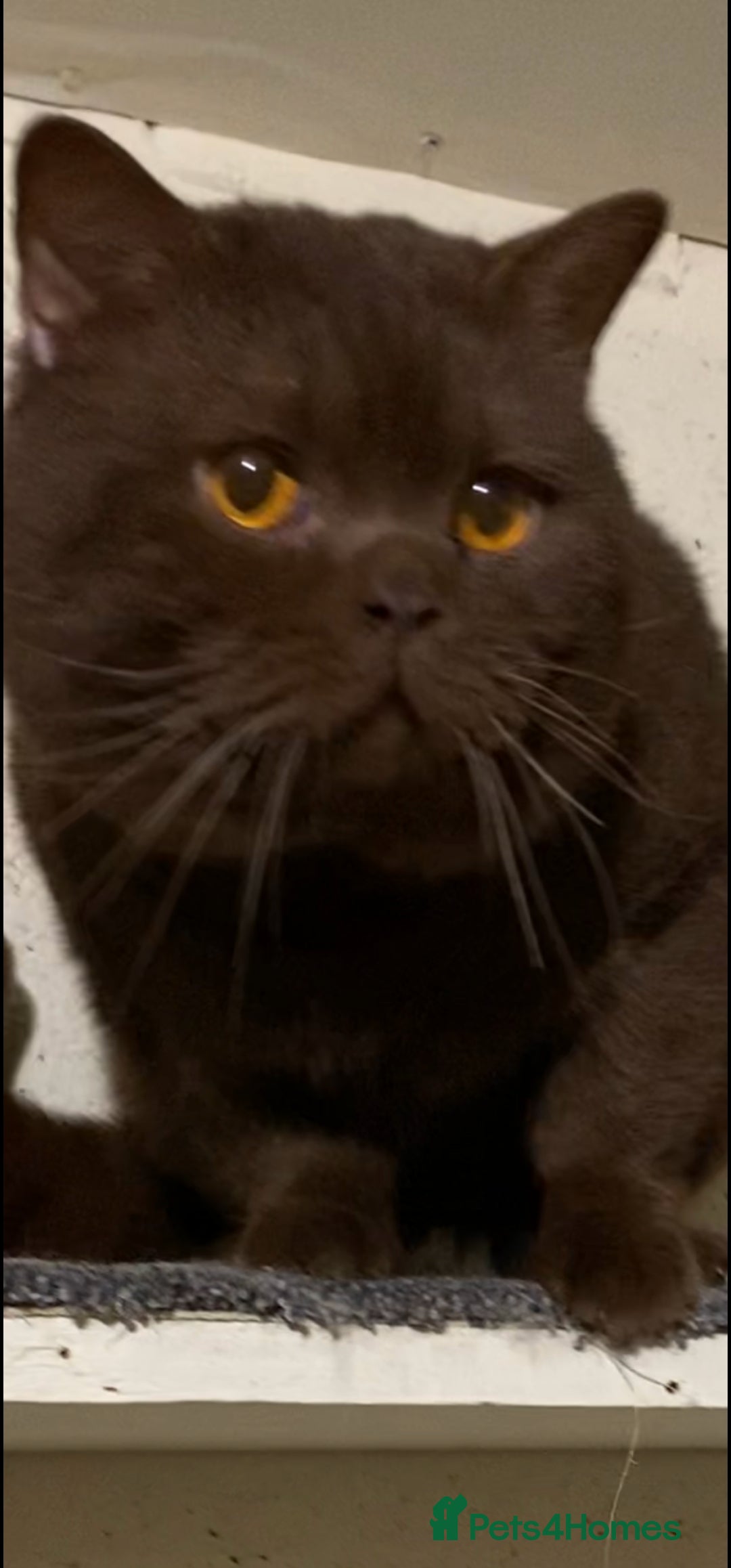 Brazilian Shorthair cats for stud: Chocolate Shorthair  - Image 5