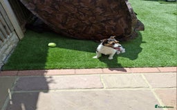 Jack Russell dogs for sale: Tri colour miniature jack russell  - Image 4