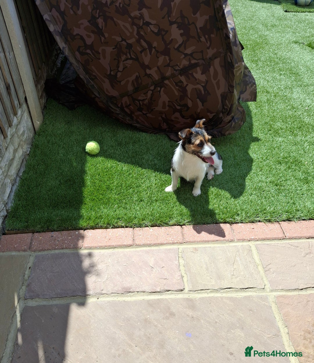 Jack Russell dogs for sale: Tri colour miniature jack russell  - Image 4