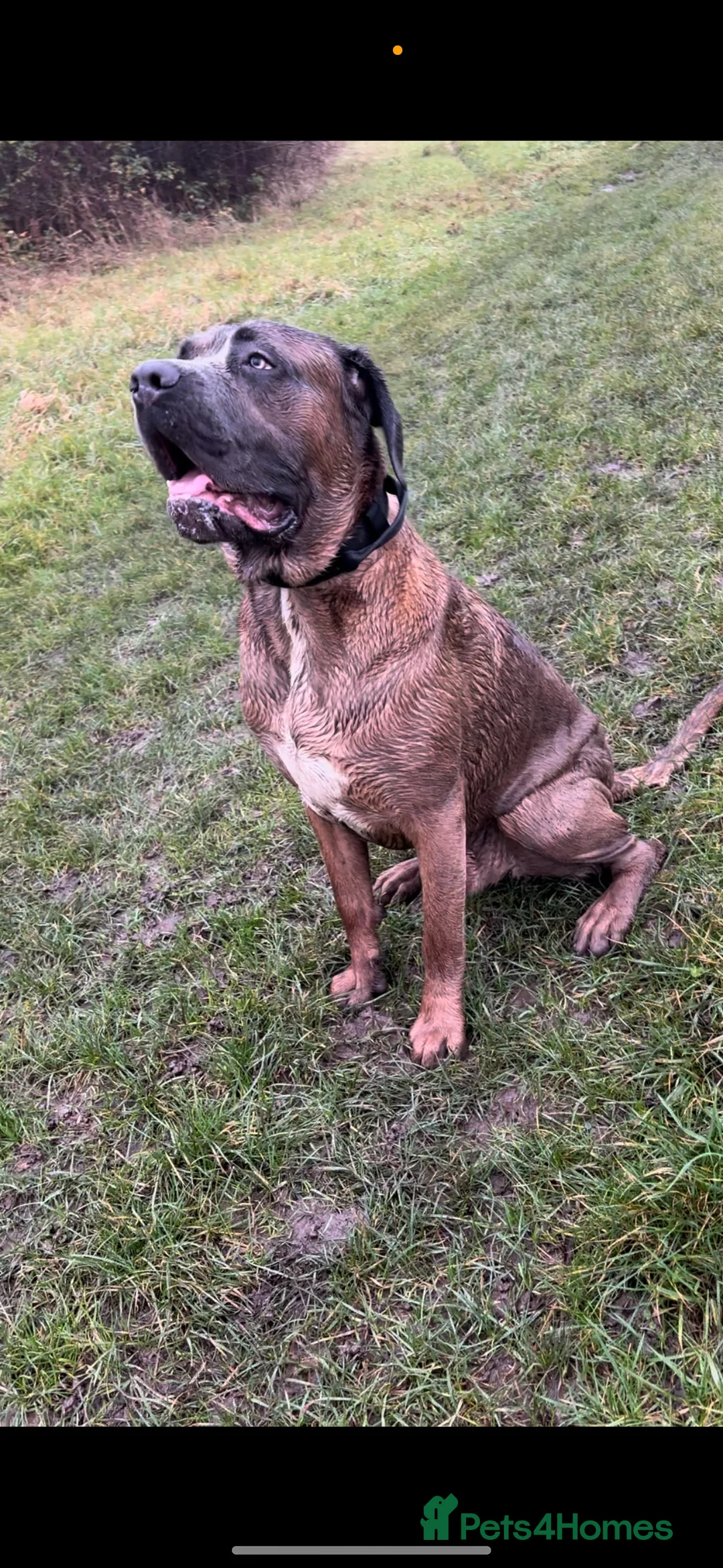 Cane Corso dogs for stud: 🔥Exceptional Formentino Cane Corso For Stud!🔥 in Waltham Abbey - Advert 6