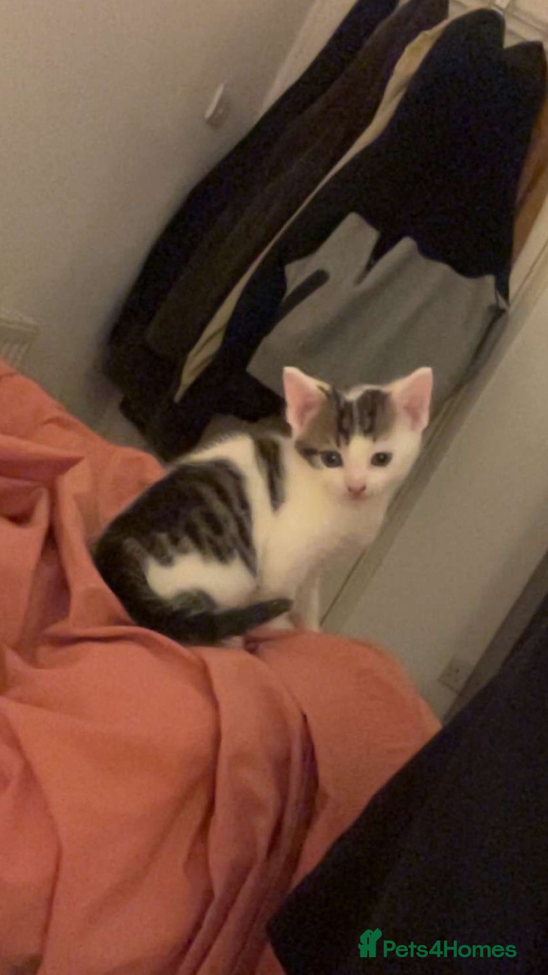 Domestic Shorthair cats for sale: Domestic Shorthair Kitten - Image 1