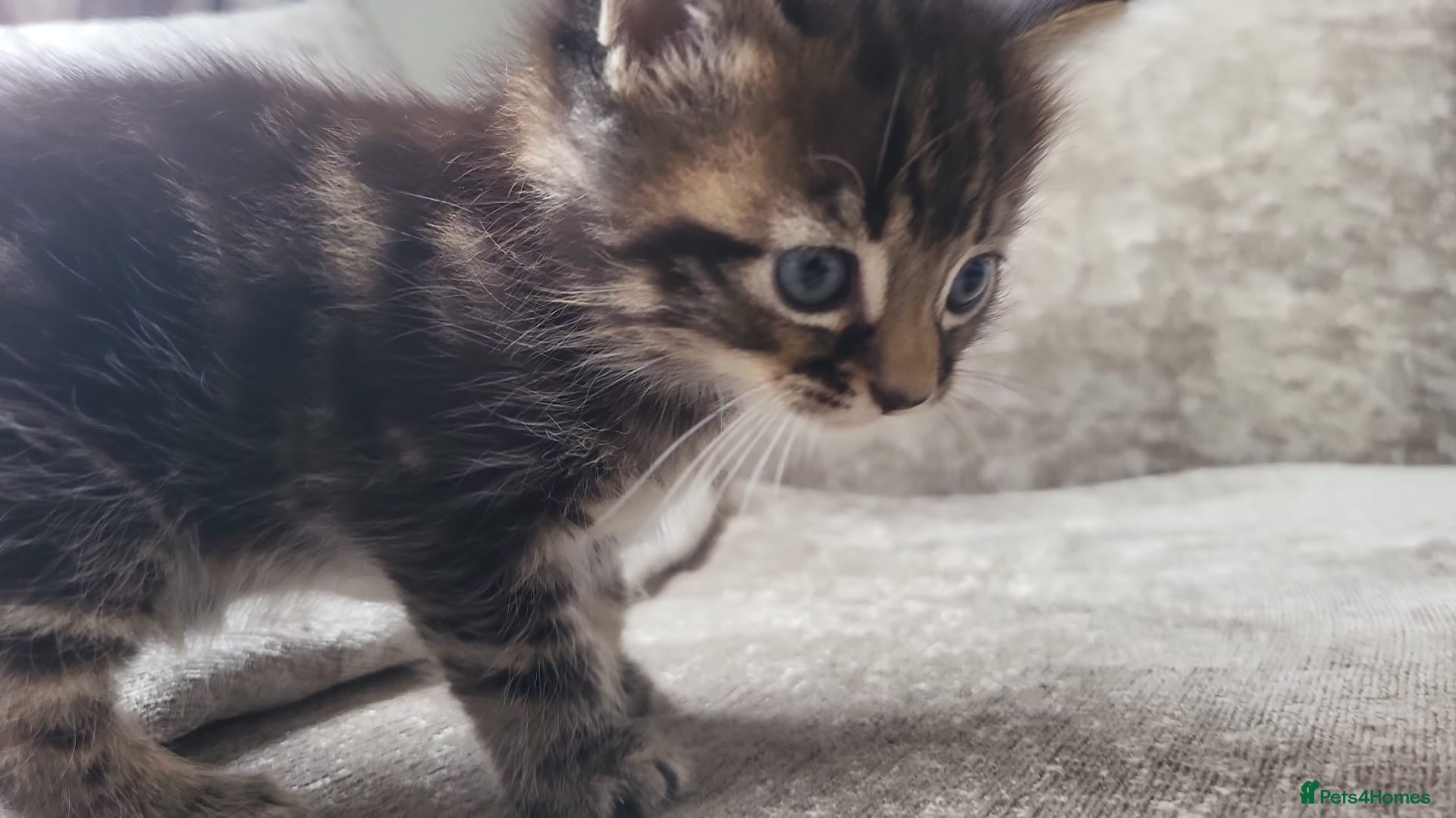 Persian cats for sale: Long haired Doll faced Persian cross  - Advert 3