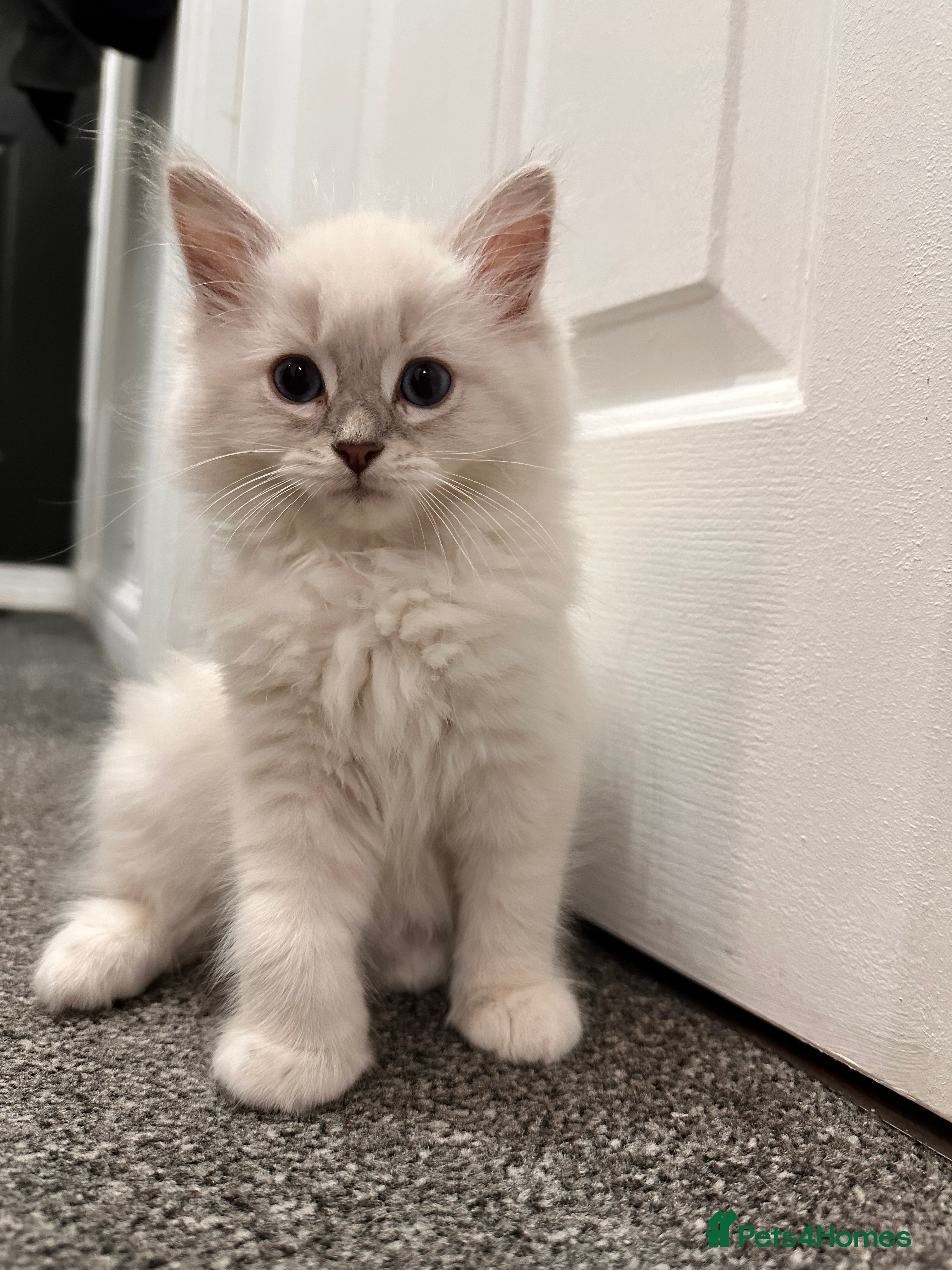 Ragdoll cats Ragdool x kittens - Advert 2