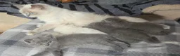 British Shorthair cats for sale: Beautiful Confident and Loving Kittens. - Advert 22