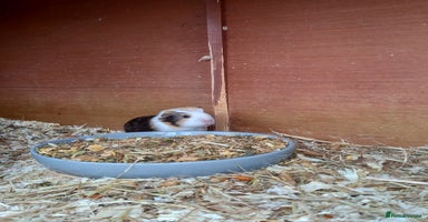 Guinea Pig rodents - Advert 7