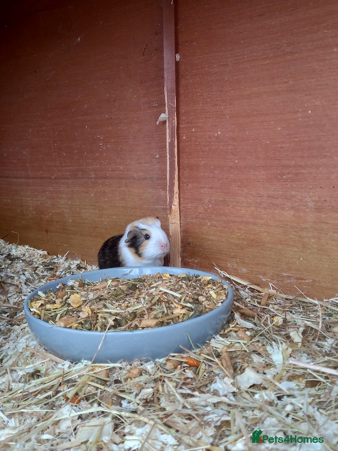 Guinea Pig rodents for sale: Swiss baby sow guinea pigs - Image 3