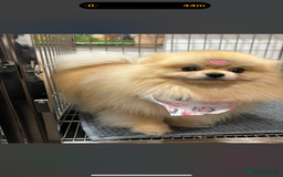 Pomeranian dogs for sale: Small cute Pomeranian  - Image 1