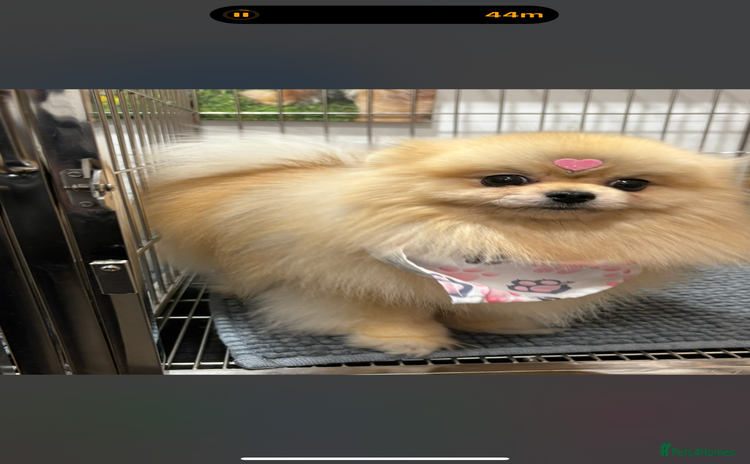 Pomeranian dogs - Advert 16