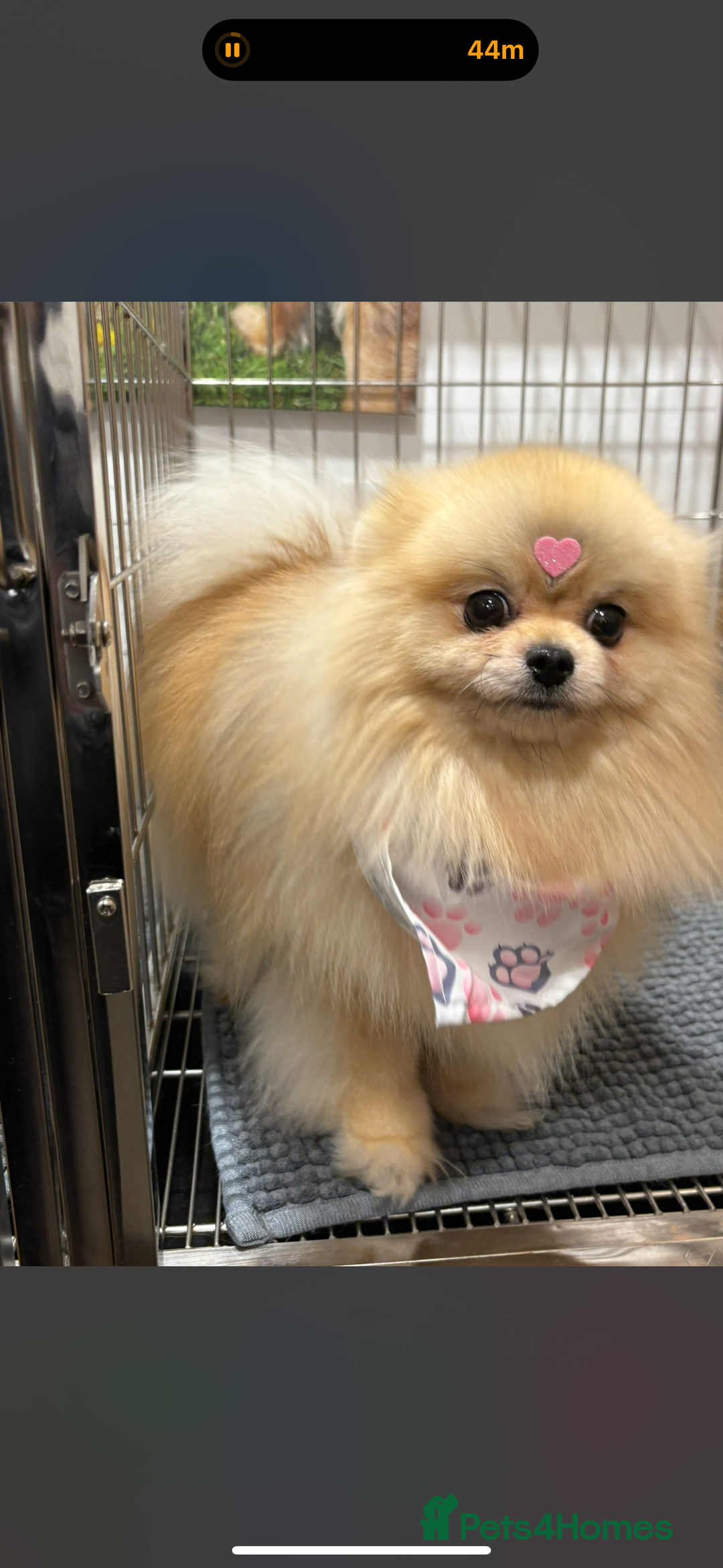 Pomeranian dogs for sale: Small cute Pomeranian  - Image 1