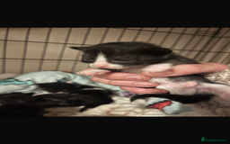 Domestic Shorthair cats for sale: Beautiful kittens - Image 11