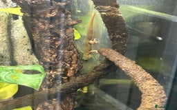 Gecko reptiles for sale: 3 mixed gold dust day geckos & 2 poison dart frogs - Advert 3