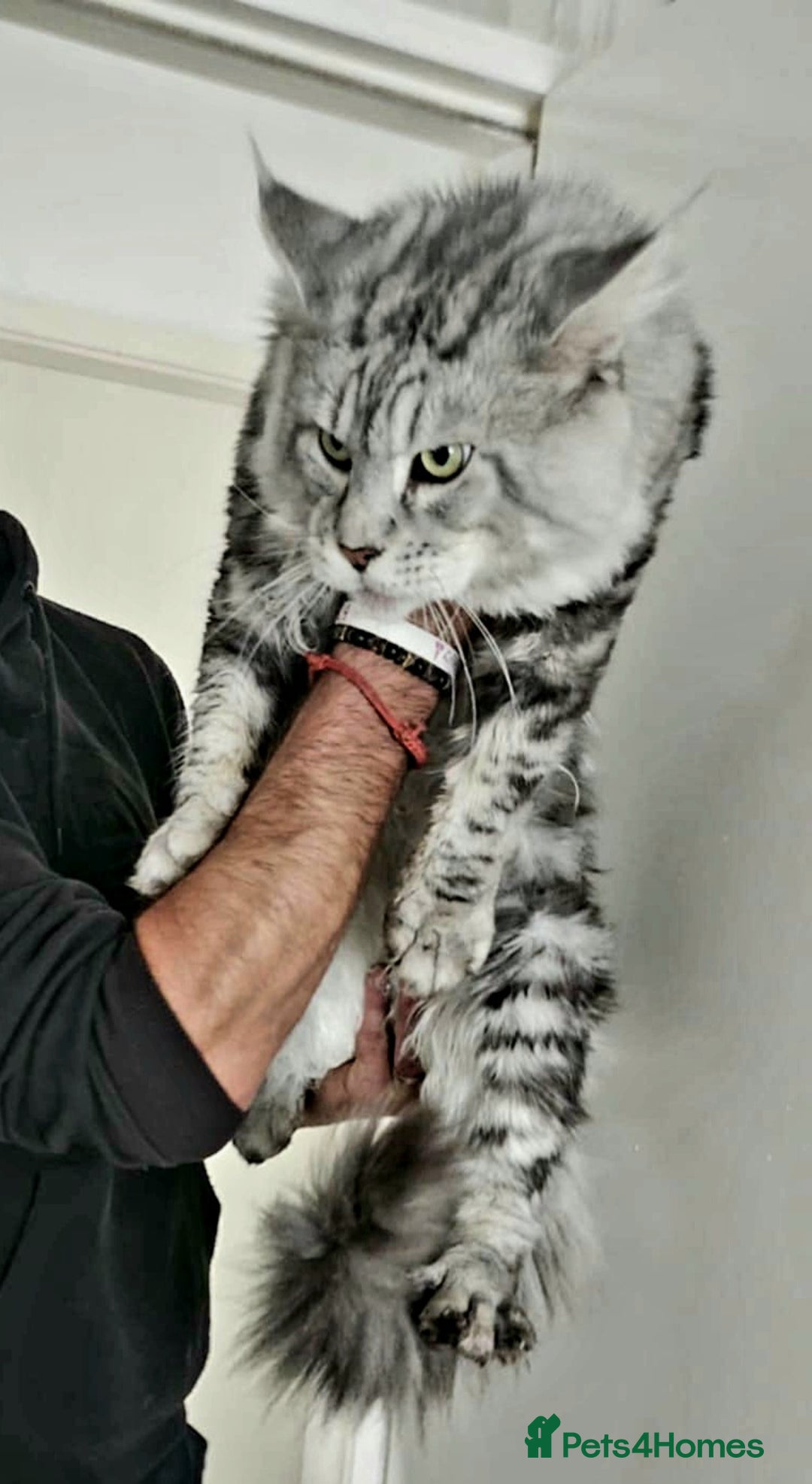 Maine Coon cats for sale: Maine Coon kittens  - Advert 14